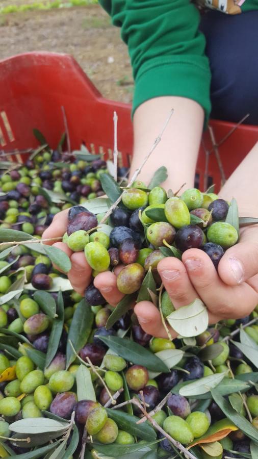 Agriturismo La Ginestrella Civitella D'Arna エクステリア 写真