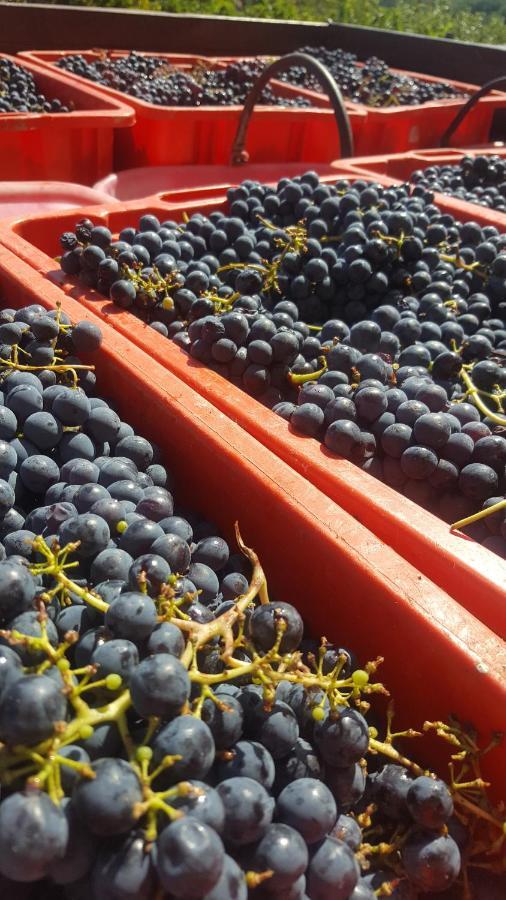 Agriturismo La Ginestrella Civitella D'Arna エクステリア 写真