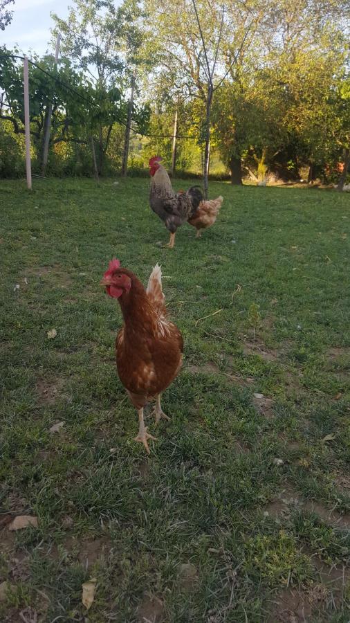 Agriturismo La Ginestrella Civitella D'Arna エクステリア 写真